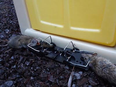 rodent trapping