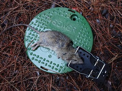 rodent trapping